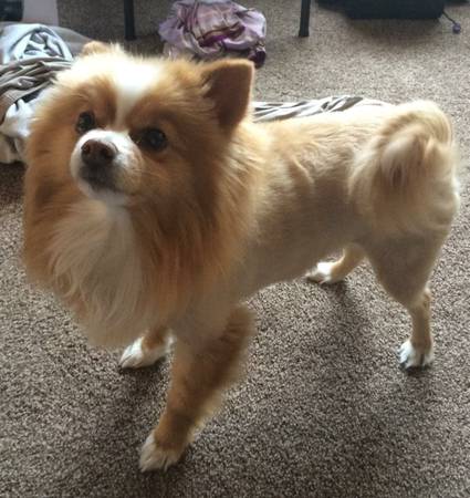 Male Pom for Adoption (Fuzzy Pawz Rescue)