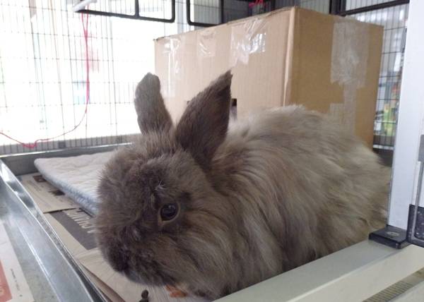 Male rabbit for adoption (Chesterfield, MO)