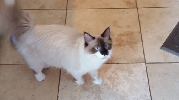 Male Ragdoll (West Fargo)