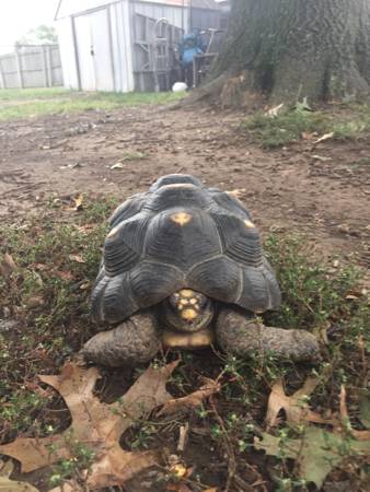 MALE Red foot tortoise reptile adoption (Levittown pa)