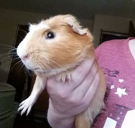 male red guinea pig (United States)