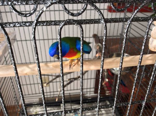 Male scarlet parakeet (Amelia)