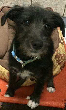 Male Scruffy Terrier Mix for Adoption  Puppy (Northland KCMO)