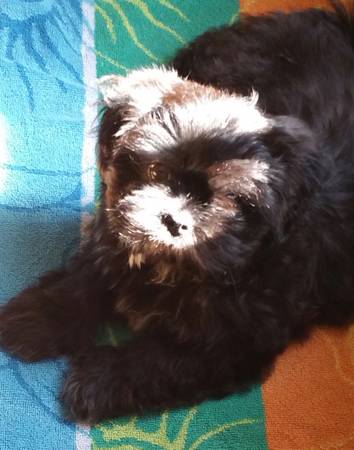 Male Shih Tzu puppy (Murfreesboro)