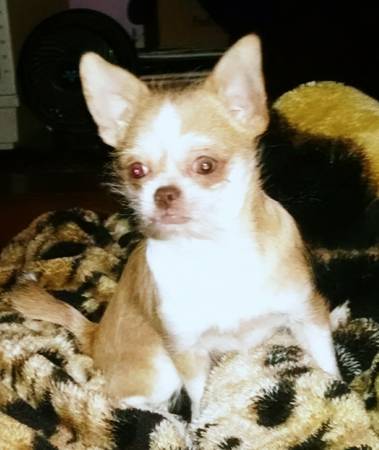 Male shihchihuahua mix (Wilm,de)