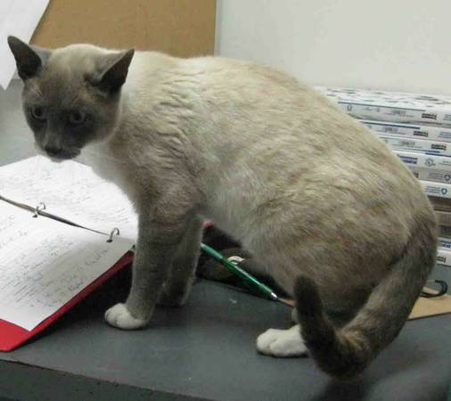 Male Siamese Mix Cat in the Pound (Mitchell SD)