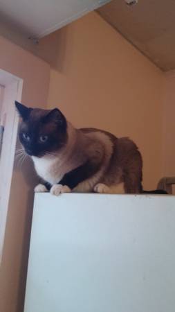 Male siamese ragdoll (Henderson)