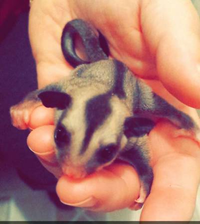 Male Sugar Glider (Girard,OH)