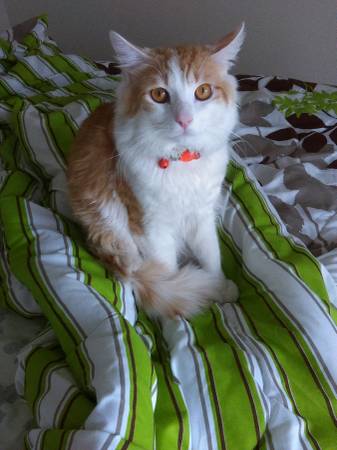 male tabby cat beautiful (Sahara and Rancho)