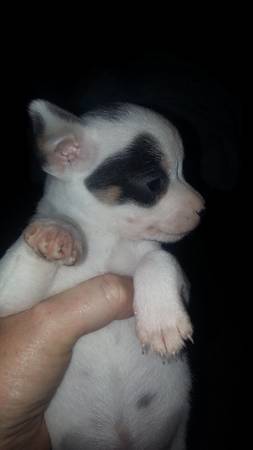 male toy chihuahua puppy