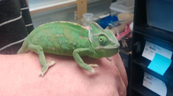 Male vailed chameleon (Bristol)