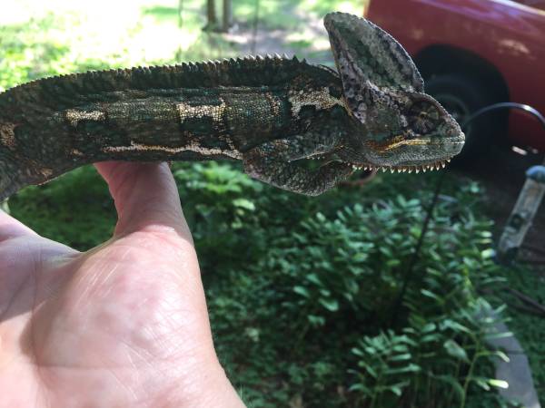 Male Veiled Chameleon (Mustang)