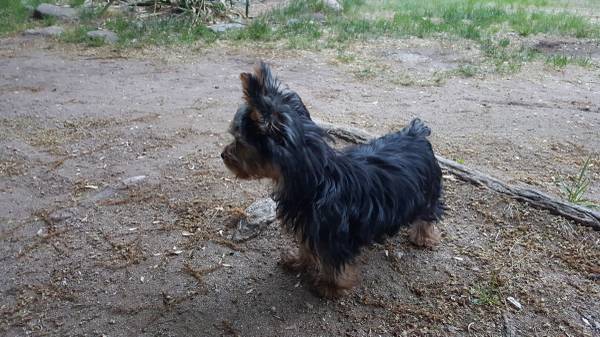 male yorkie (East hartford)