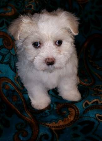 Maltese Puppies