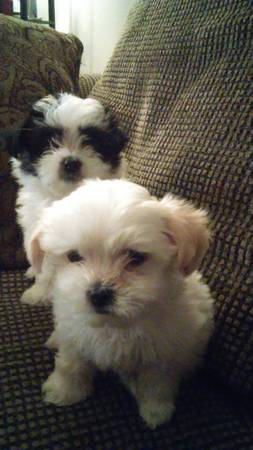 MalteseShihtzu (Malshi) 6wks (cincinnati)