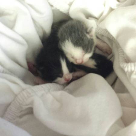 Mama Cat and 2 Newborn Kittens (Woodbridge)