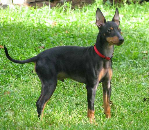 MANCHESTER TERRIER