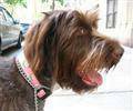 MANHATTANS MOST POPULAR DOG amp PUPPY CARE SERVICE (Dogday Walkers)