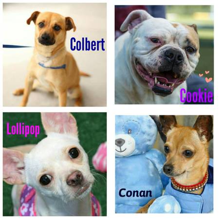 Many adoptable dogs here adorablelt3 (brentwood  oakley)