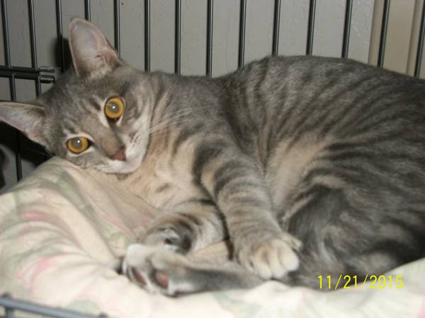 Marsha  Beautiful 11 Month Female Gray Tabby Kitten For Adoption (los gatos)