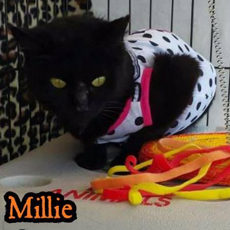 Marvelous Millie needs a Home (Bensalem)