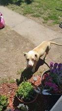 Mary Jayne 6 month pitbull needs a foster (Metro Denver)