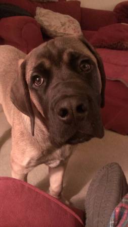 Mastiff Needs Play Dates (Cincinnati)