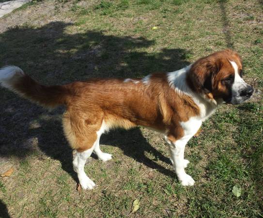 Maya the St. Bernard (Hollywood, FL)