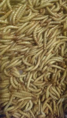 mealworms 500 10 superworms 50 5 (Willow Spring)