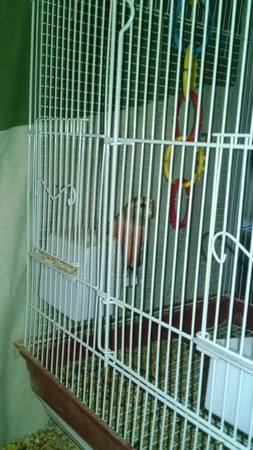 MEDIUM SIZE BIRD CAGES FOR CONURES, COCKATIEL ETC NEW LOW PRICE (SOUTH PHILLY)