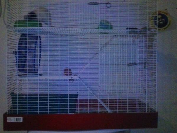 medium size rat and huge cage (spanaway)