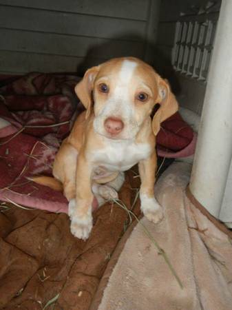 Meet Butter, an adoptable 12 week old male DachshundBeagle x (santa rosa)
