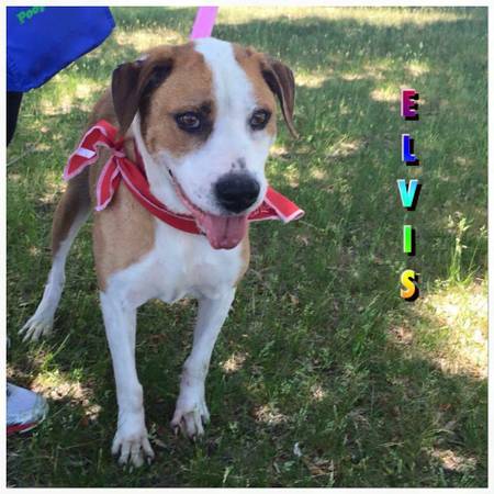 Meet Elvis 7 yr old sweet boy looking for a home