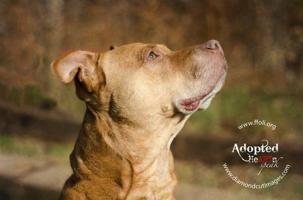 MEET JAMESON, THE LOVING, TRAINED LABPIT (501c3)