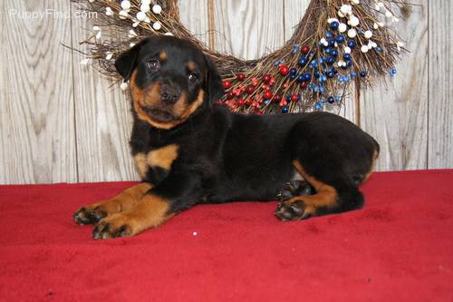 Meet Ms. Jazzy Jo, another very SWEET and LOVING Female Rottie.