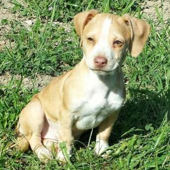 Meet Peanut, an adoptable 12 week old female DachshundBeagle x (santa rosa)