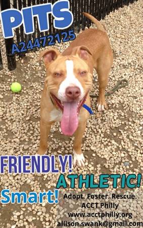 Meet Pits  Silly name, awesome dog (ACCT Philly)