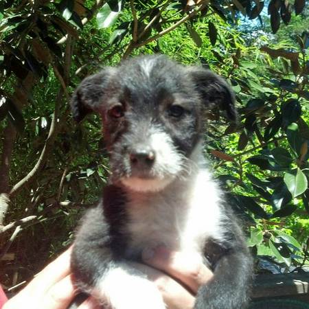 Meet Remus, an adoptable 12 week old male Border Collie x (santa rosa)