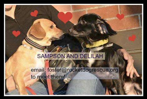 Meet Sampson and Delilah (Rocket Dog Rescue)