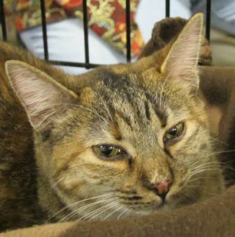 Melody, soft and silky torbie (Raleigh)