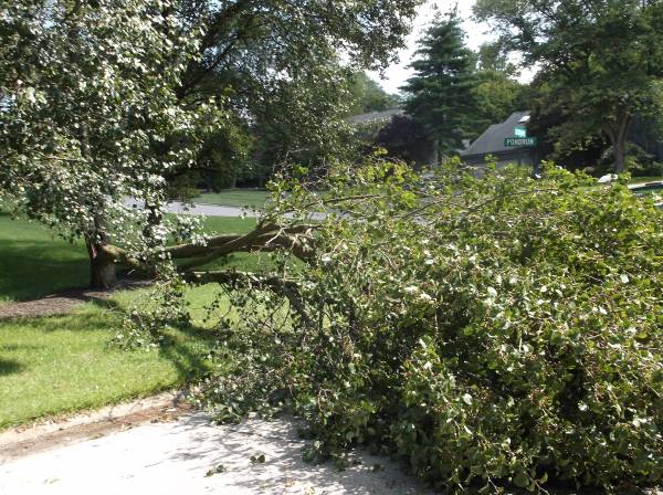 MEN WITH SAWS  TREES  CUT UP amp REMOVED.. (CLERMONT COUNTY OH)
