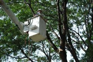 Mentor Based Tree service Free estimate email or text 247