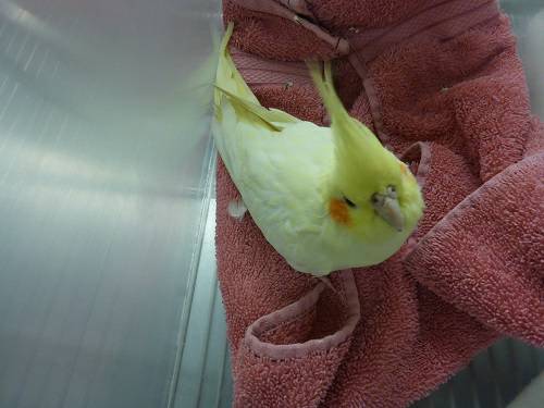 MGD3516 3 year old yellow and white cockatiel. (SE Mall St and SE 56th Ave)