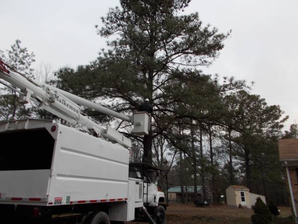 MICHAEL BURTONS TREE SERVICE, 65 FT BUCKET TRUCK amp CLIMBING  (ALL AREAS)