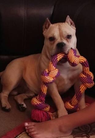 MICRO MINI BULLY 13Inch AMERICAN BULLY 11 months (Avalon park)