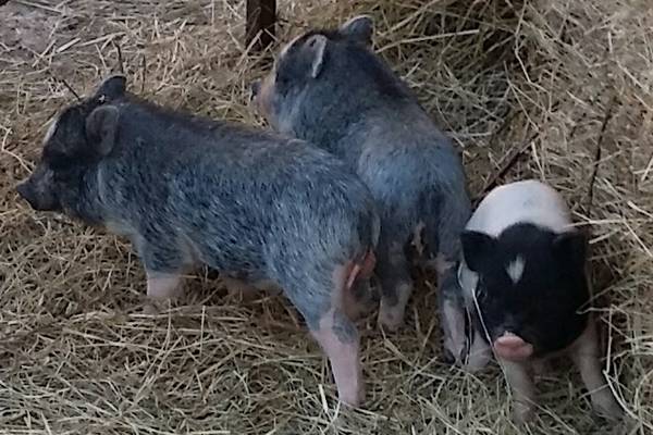 Micro Mini Pigs babies piglet pig (LaRue)