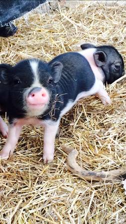 Micro mini pigs (Danville Alabama)