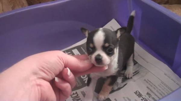 MICROTEACUP CHIHUAHUA PUPPY 982998299829