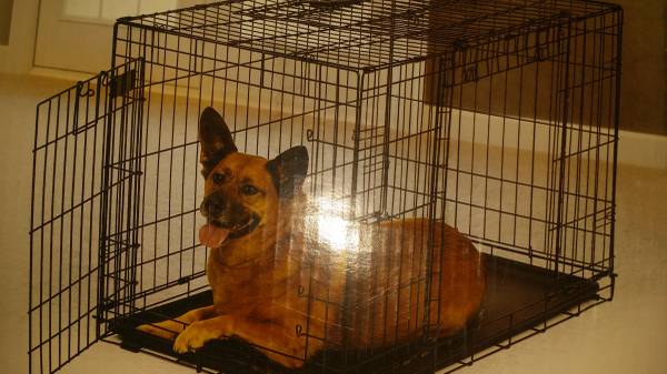 Midwest Dog Crate (North Columbus)