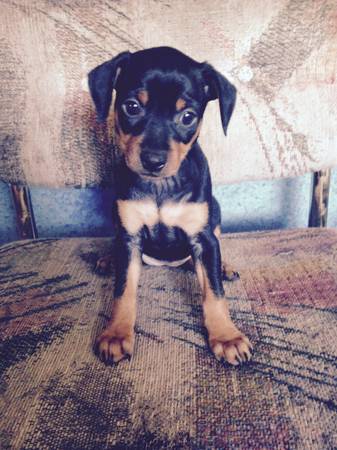 Min Pin Puppies only 3 left